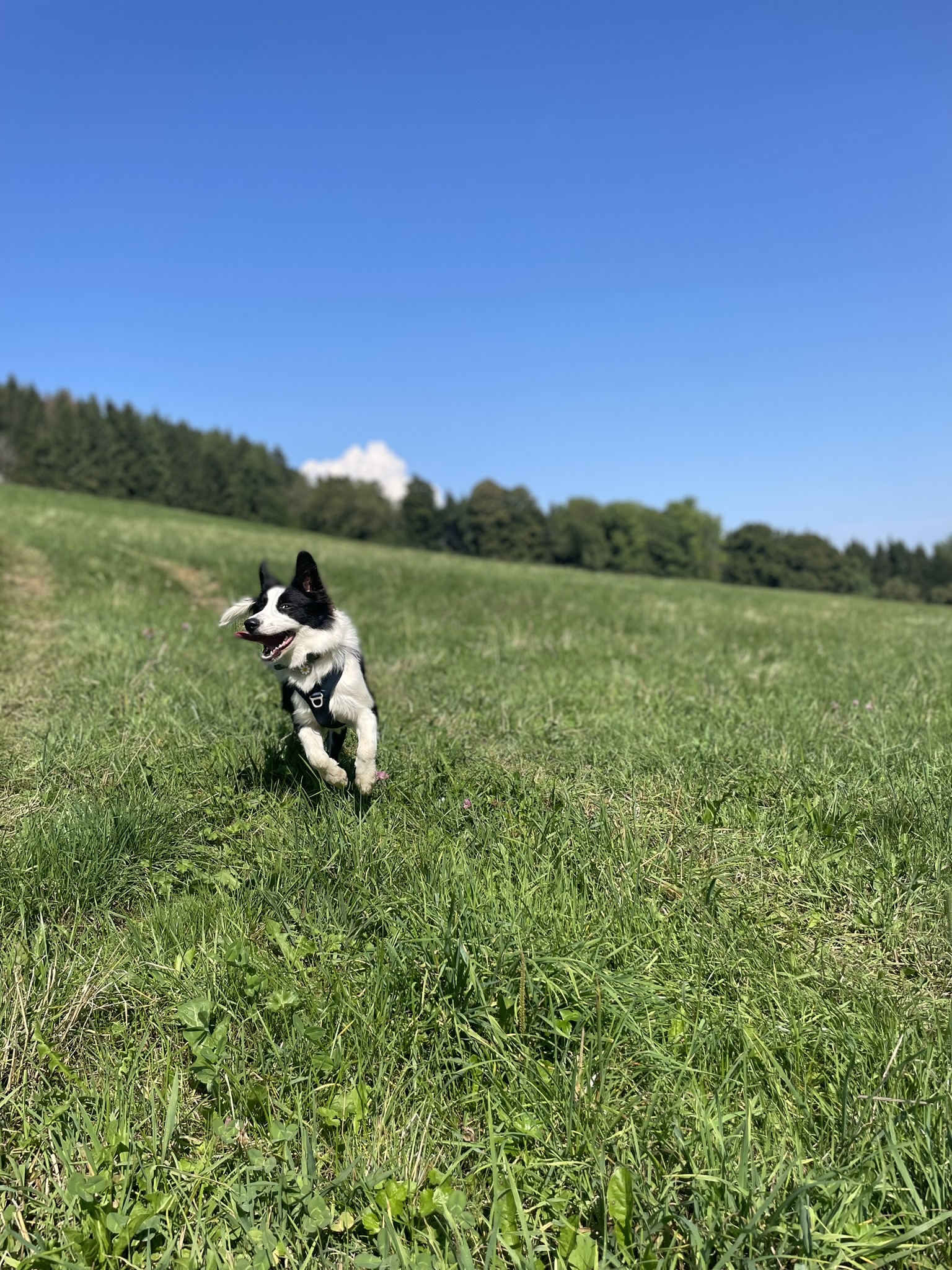 Border collie qui court dans un champ