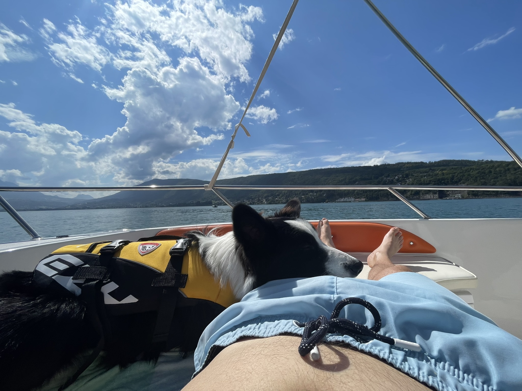 Chien assis fièrement sur les pavés