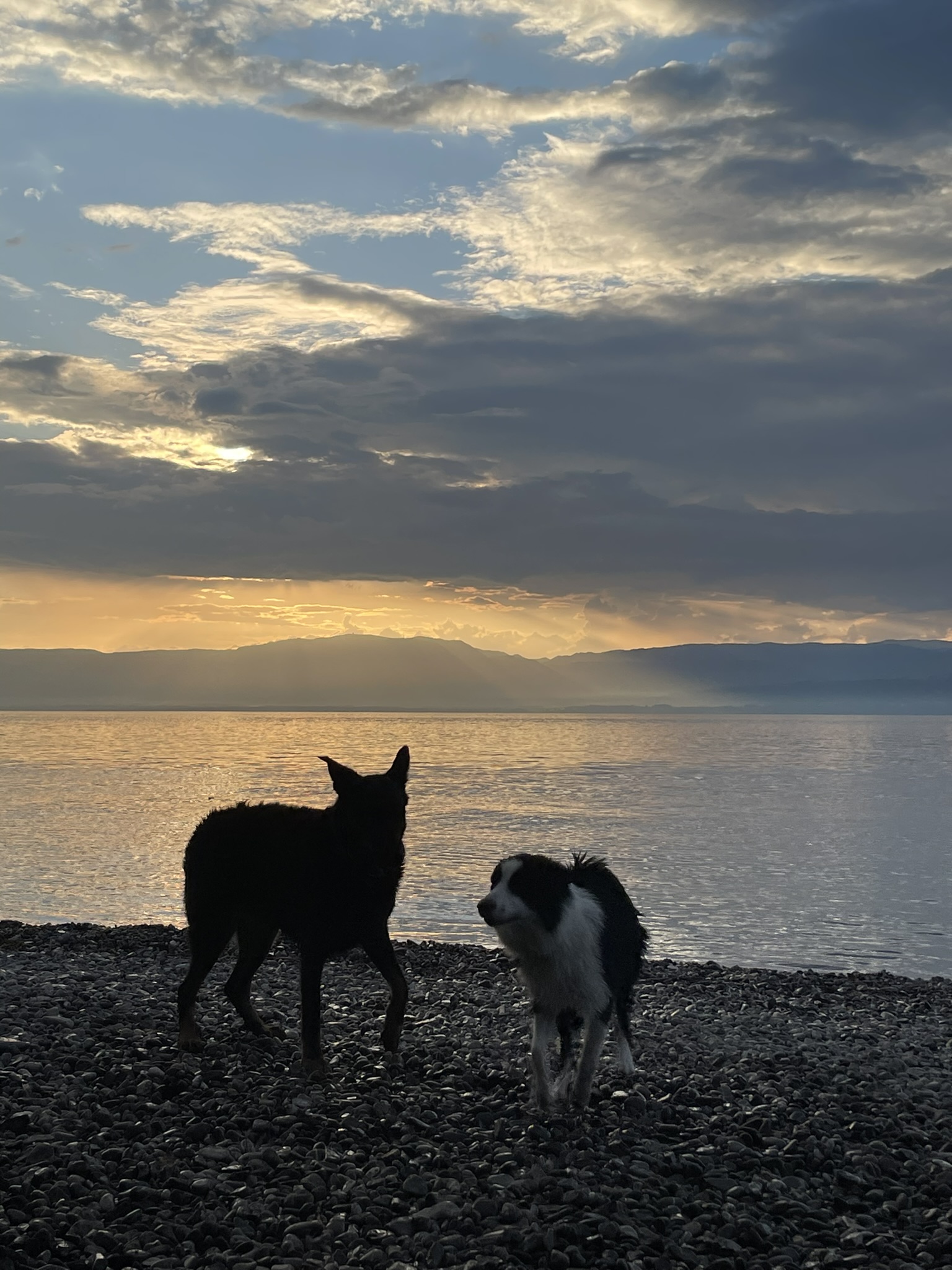 Randonneur portant sa border collie